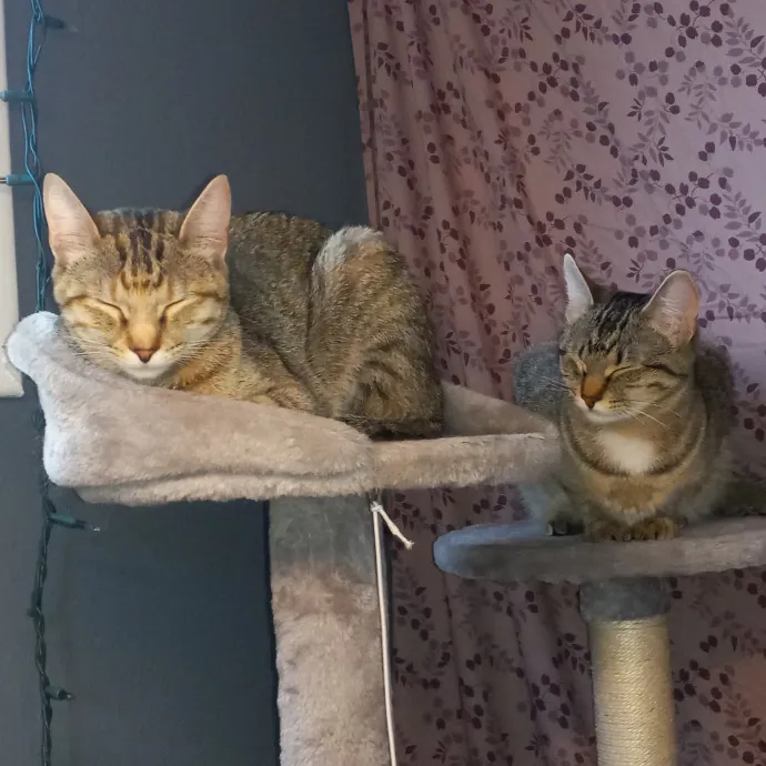 Purrfect Experienced Loving Cat Mama