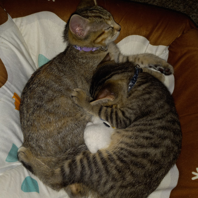Purrfect Experienced Loving Cat Mama