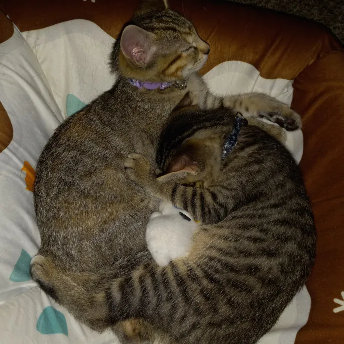 Purrfect Experienced Loving Cat Mama