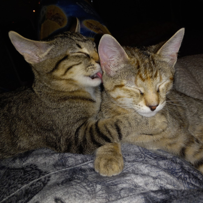 Purrfect Experienced Loving Cat Mama