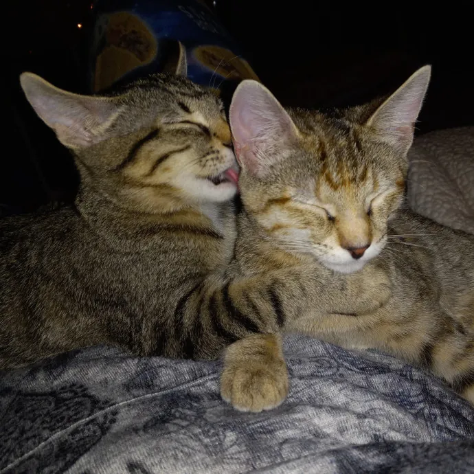 Purrfect Experienced Loving Cat Mama