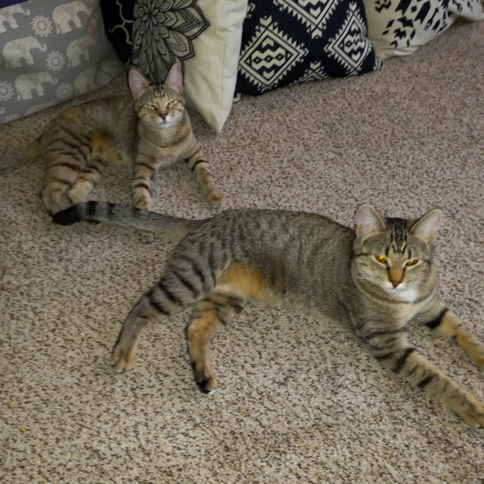 Purrfect Experienced Loving Cat Mama