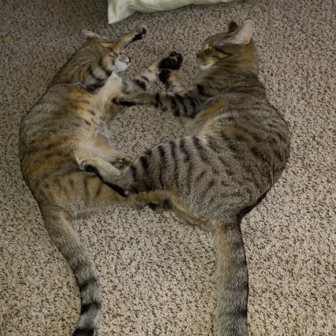 Purrfect Experienced Loving Cat Mama