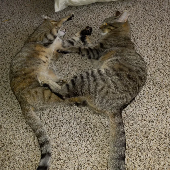Purrfect Experienced Loving Cat Mama