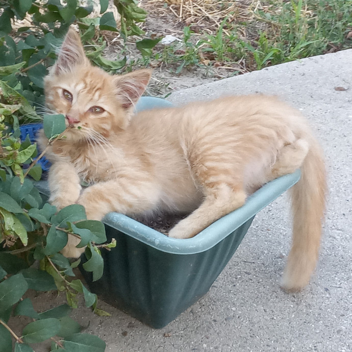 Purrfect Experienced Loving Cat Mama