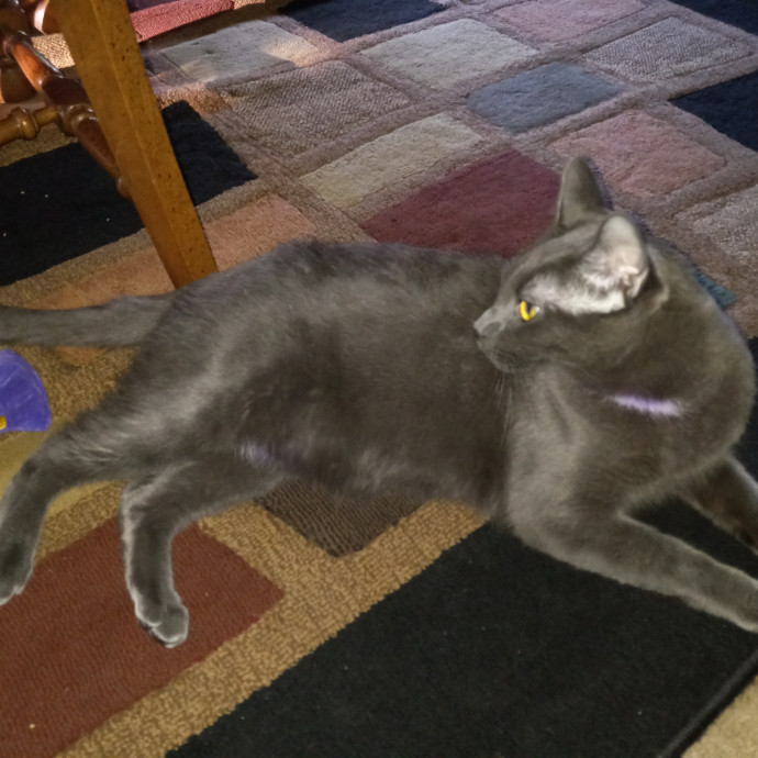 Purrfect Experienced Loving Cat Mama