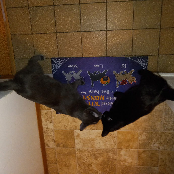 Purrfect Experienced Loving Cat Mama