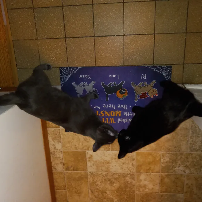 Purrfect Experienced Loving Cat Mama
