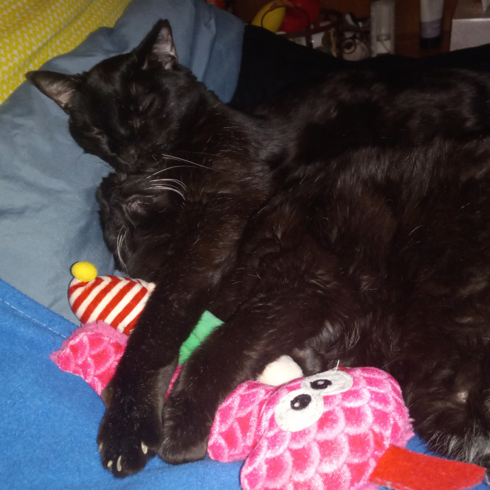 Purrfect Experienced Loving Cat Mama