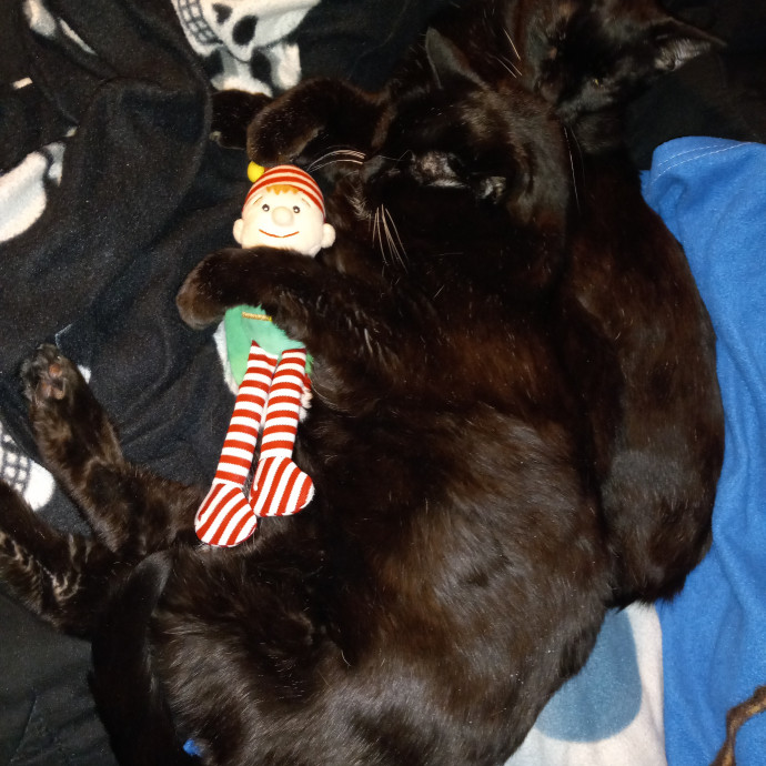 Purrfect Experienced Loving Cat Mama