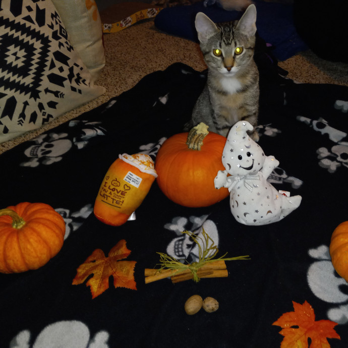 Purrfect Experienced Loving Cat Mama