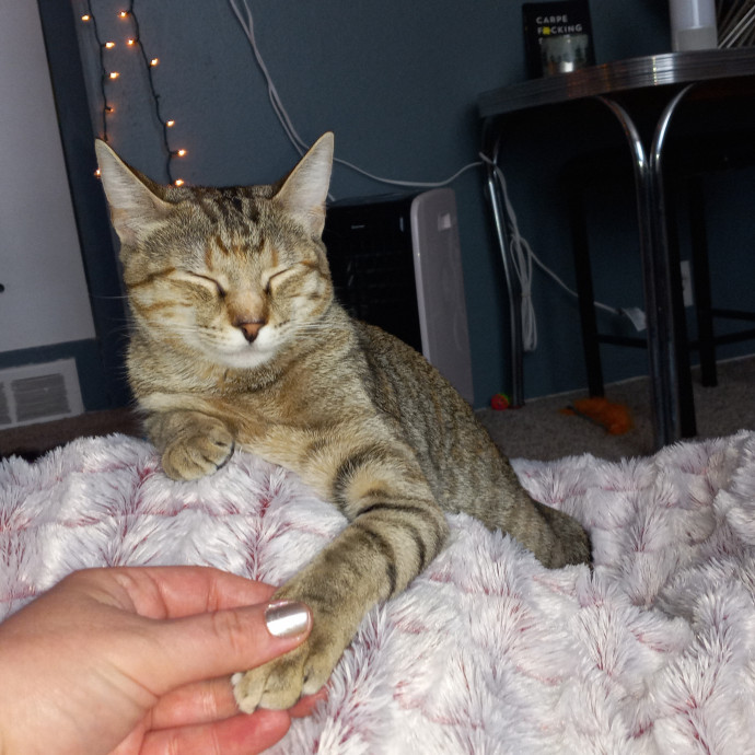 Purrfect Experienced Loving Cat Mama