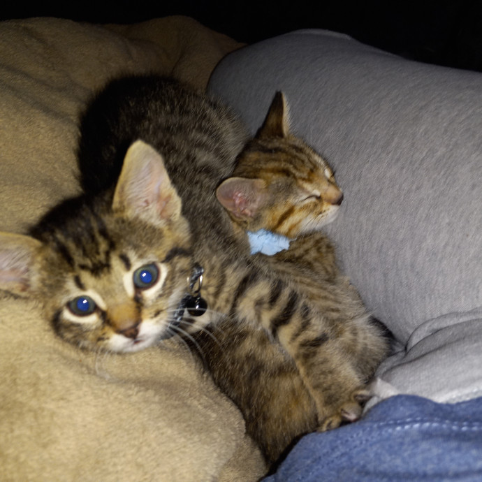 Purrfect Experienced Loving Cat Mama