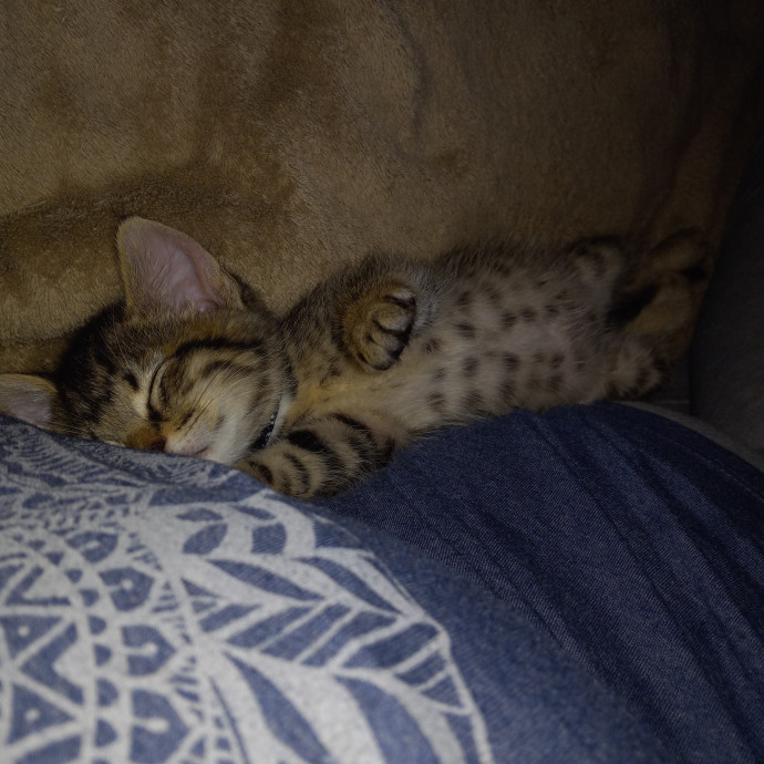 Purrfect Experienced Loving Cat Mama