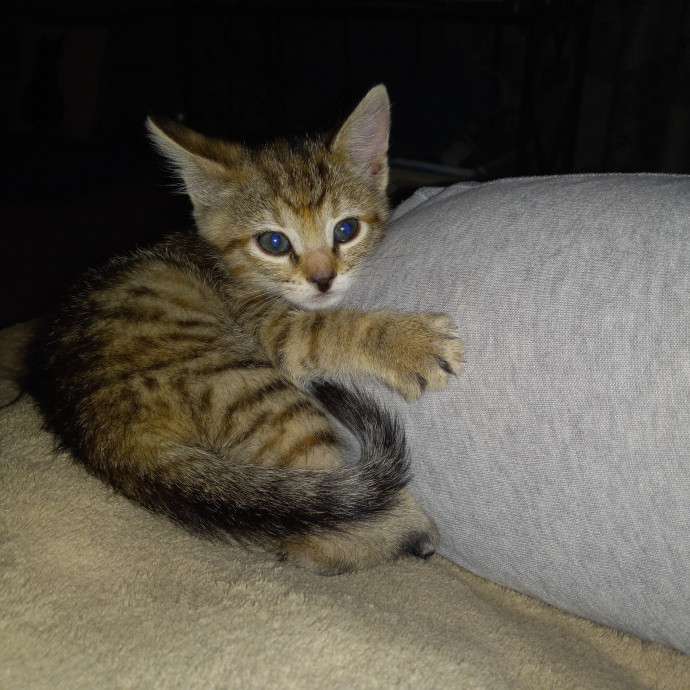 Purrfect Experienced Loving Cat Mama