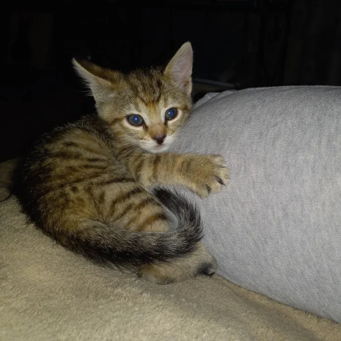 Purrfect Experienced Loving Cat Mama
