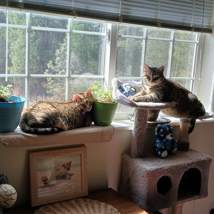 Purrfect Experienced Loving Cat Mama