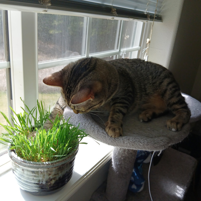 Purrfect Experienced Loving Cat Mama