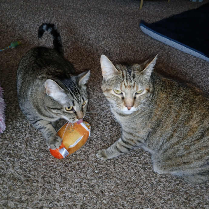 Purrfect Experienced Loving Cat Mama