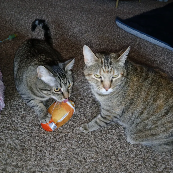 Purrfect Experienced Loving Cat Mama