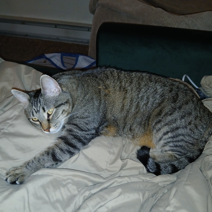 Purrfect Experienced Loving Cat Mama
