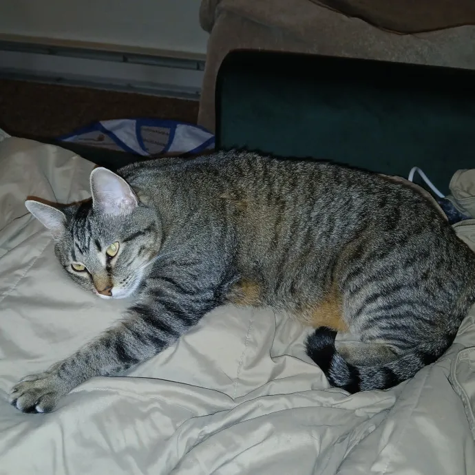 Purrfect Experienced Loving Cat Mama