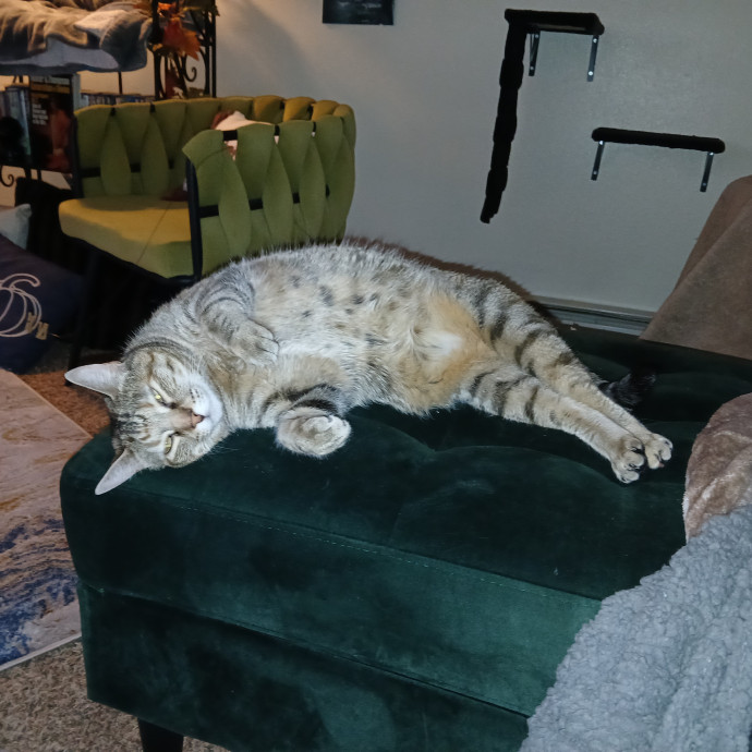 Purrfect Experienced Loving Cat Mama