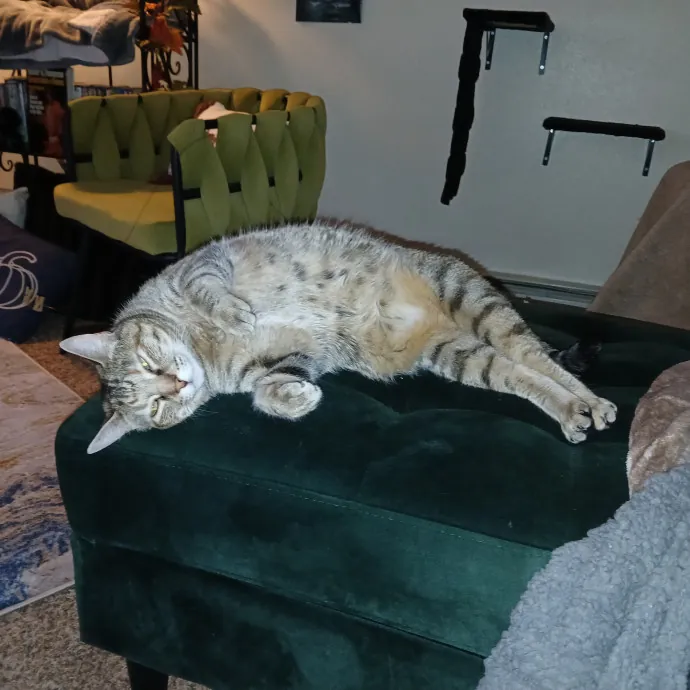 Purrfect Experienced Loving Cat Mama