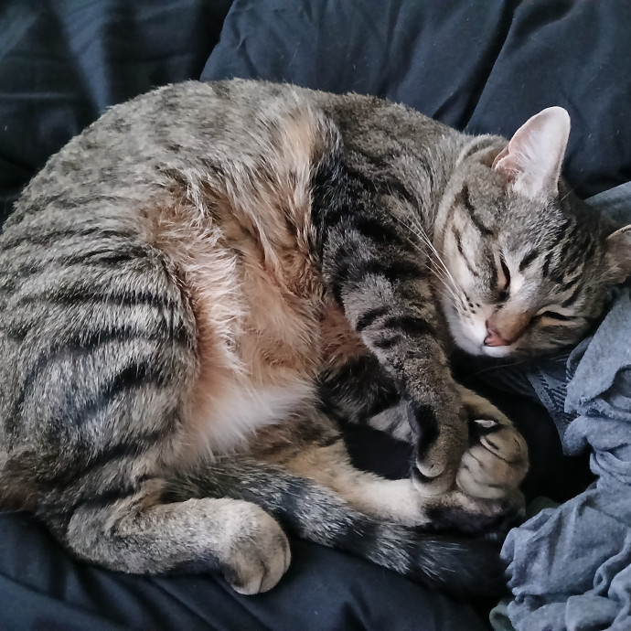 Purrfect Experienced Loving Cat Mama