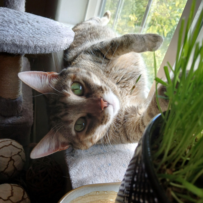 Purrfect Experienced Loving Cat Mama