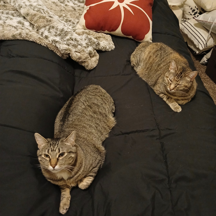 Purrfect Experienced Loving Cat Mama