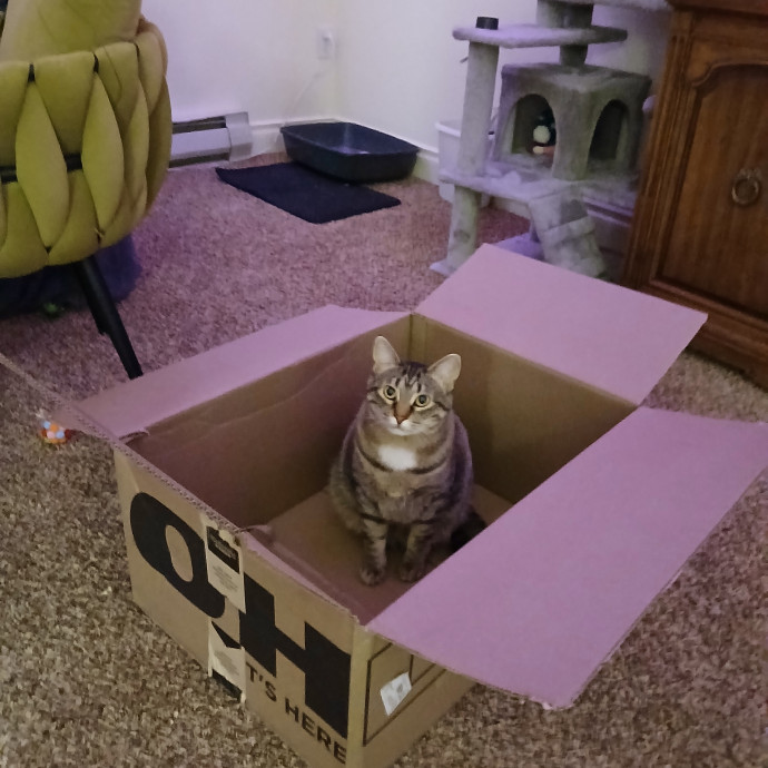 Purrfect Experienced Loving Cat Mama