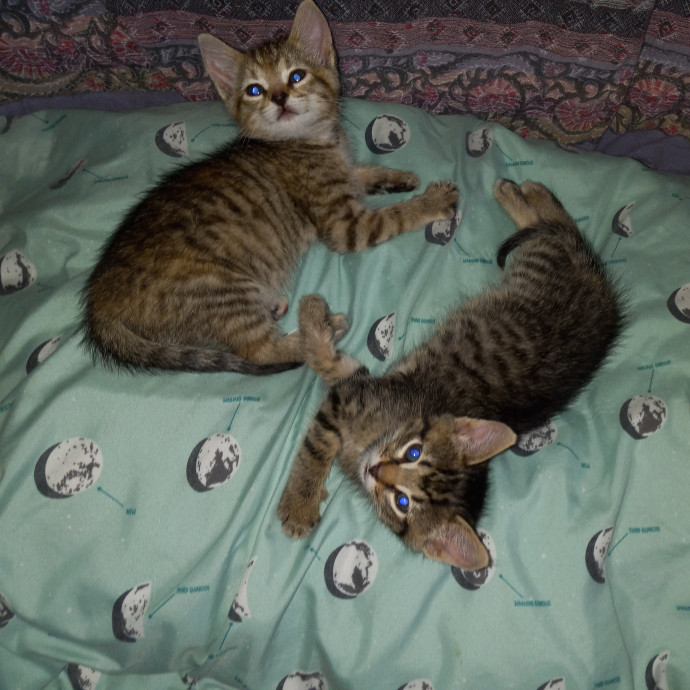 Purrfect Experienced Loving Cat Mama