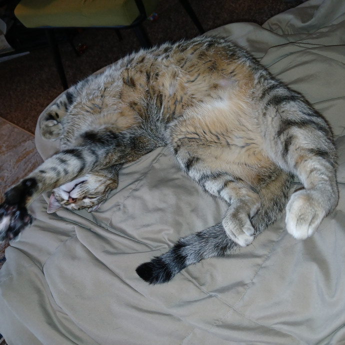 Purrfect Experienced Loving Cat Mama