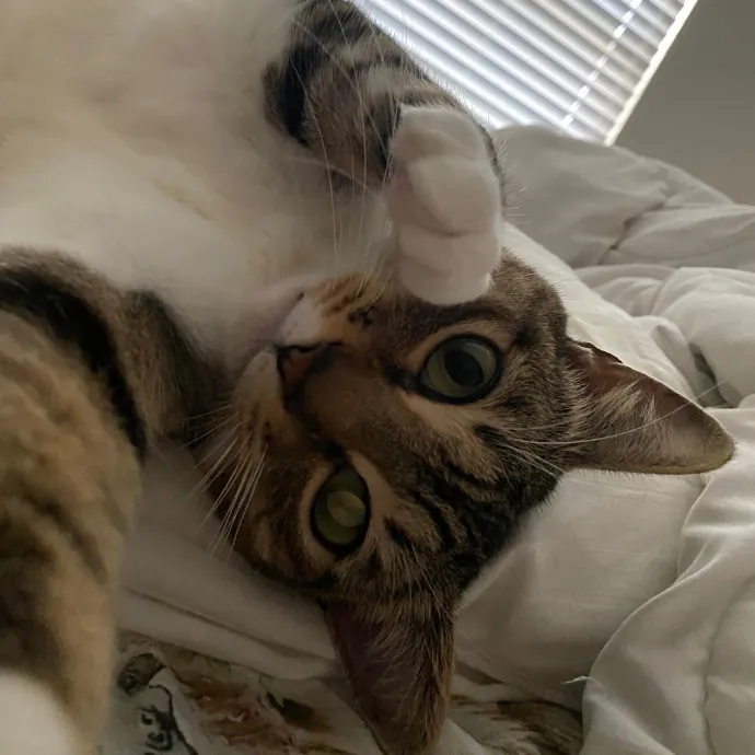 Ashley's All About Cats photo 3
