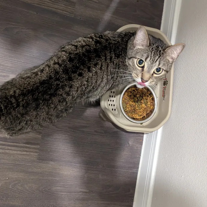 Calm Attentive  Insured Cat Care