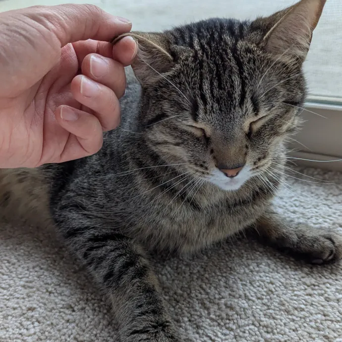 Calm Attentive  Insured Cat Care