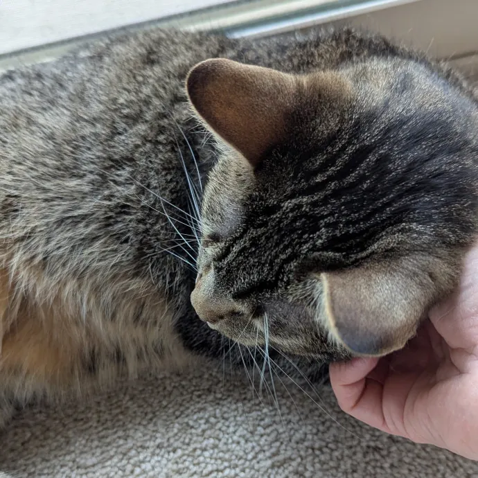 Calm Attentive  Insured Cat Care