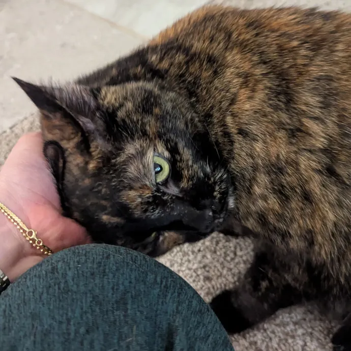 Calm Attentive  Insured Cat Care