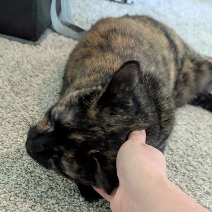 Calm Attentive  Insured Cat Care