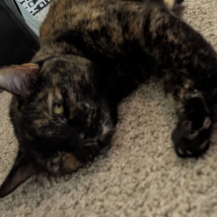 Calm Attentive  Insured Cat Care