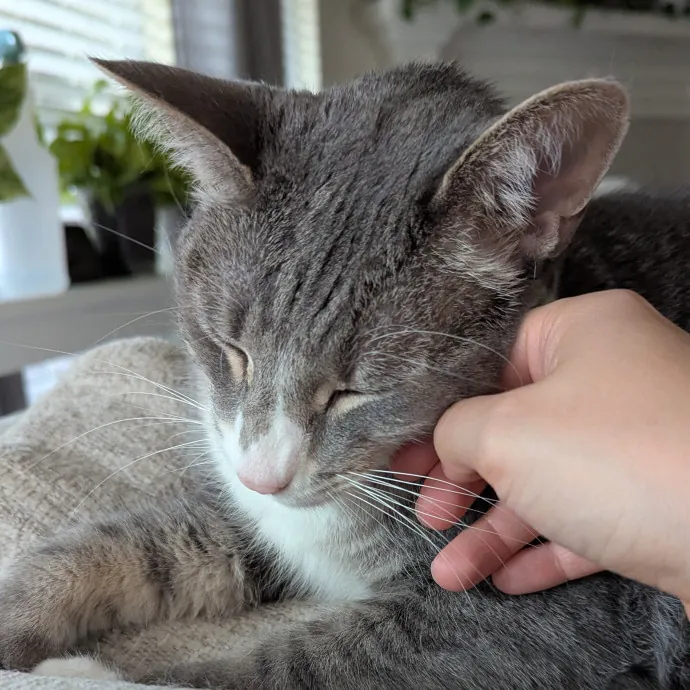 Calm Attentive  Insured Cat Care