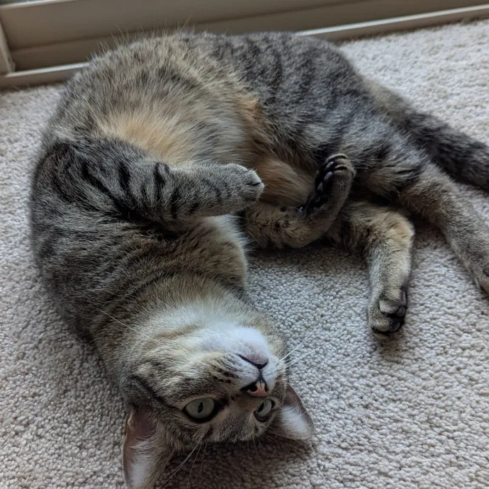 Calm Attentive  Insured Cat Care