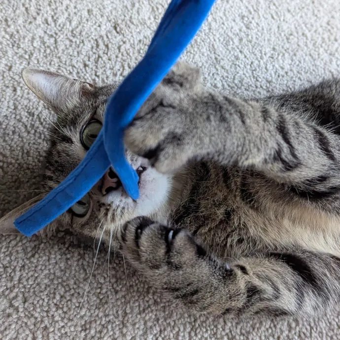 Calm Attentive  Insured Cat Care