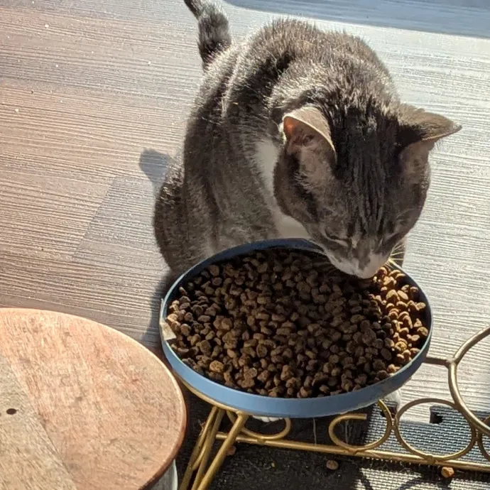 Calm Attentive  Insured Cat Care