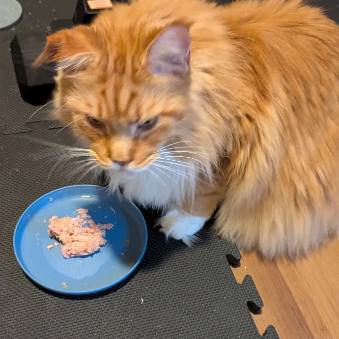 Calm Attentive  Insured Cat Care
