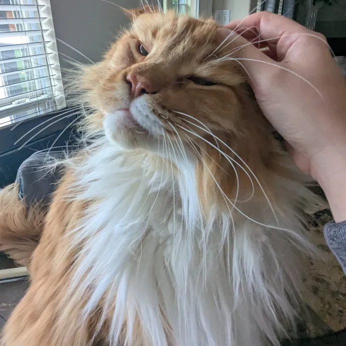 Calm Attentive  Insured Cat Care