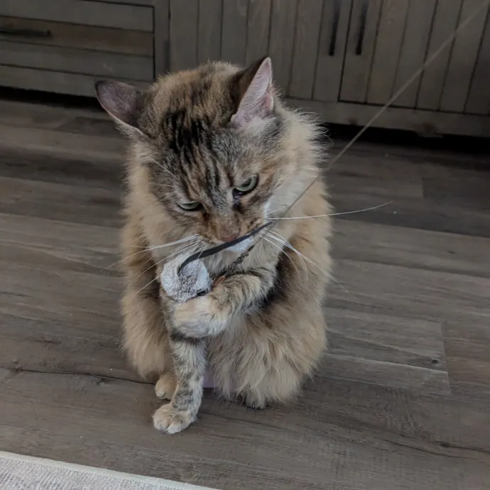 Calm Attentive  Insured Cat Care