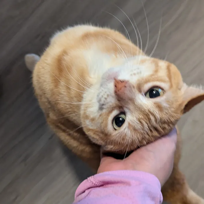 Calm Attentive  Insured Cat Care
