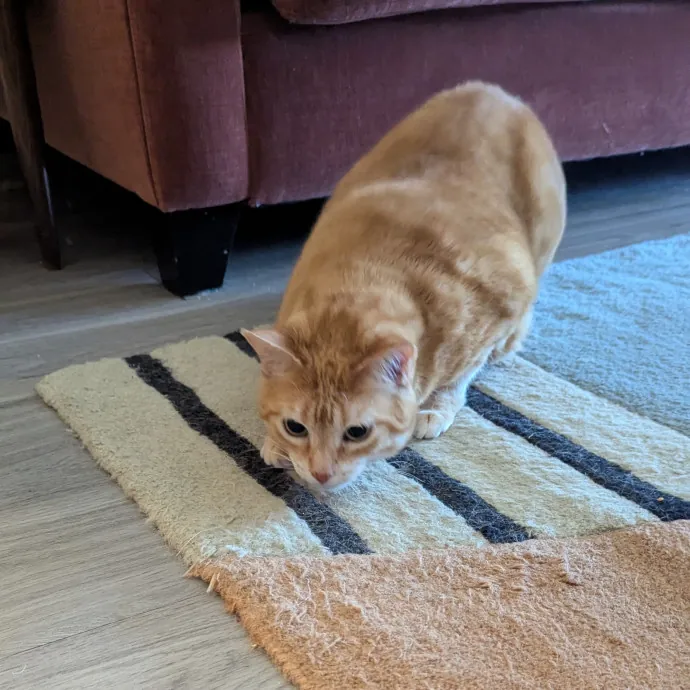 Natalie V.